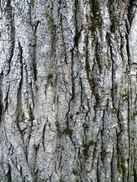 Consistenza Della Corteccia — Foto Stock