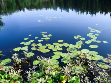 Göldeki su lilys.