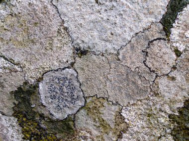 Mükemmel ve renkli taş doku.