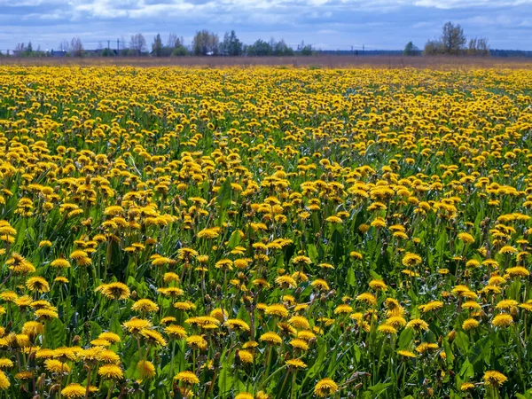 Paesaggio Del Villaggio Con Campo Denti Leone Foto Stock