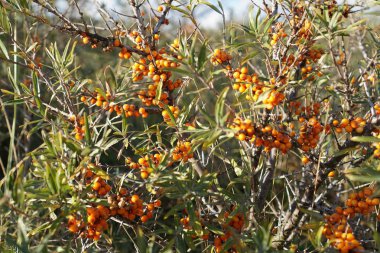 Mooie duindoor op Schiermonnikoog