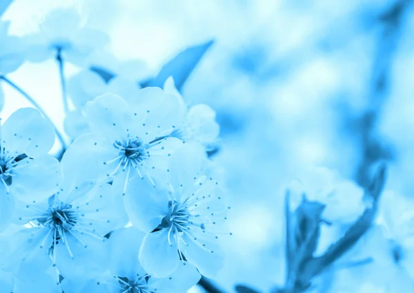Flores Cerezo Colores Azules — Foto de Stock