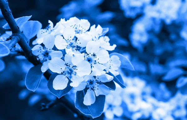 Flores Cerezo Colores Azules — Foto de Stock