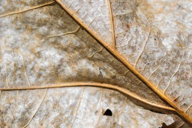 Eski kahverengi meşe yaprağının makro fotoğrafı