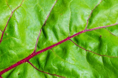 Kırmızı pancarın yeşil yaprağı