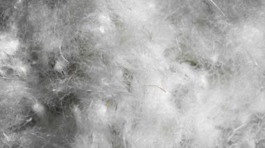 Beyaz ördek düştü. doku veya arkaplan