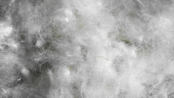 white duck down. texture or background