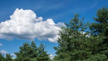 Çam ormanının tepesinde hareket eden bulutlar