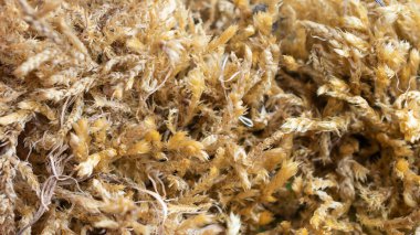 solmuş kahverengi yosun. doku veya arkaplan