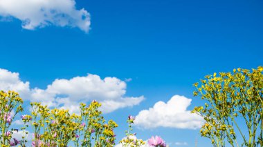 Mavi gökyüzünün arka planında, bulutlu kır çiçekleri.
