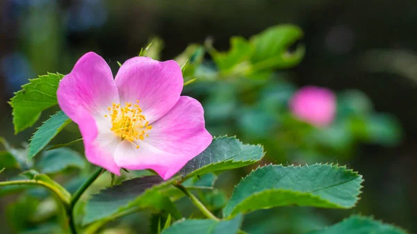 野生のバラのピンクの花 — ストック写真