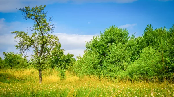 Tree Meadow Background Blue Sky Stock Photo