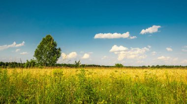 Çayırdaki ağaç mavi gökyüzünün arka planına karşı