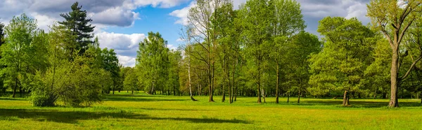 Orman güneşli bir günde