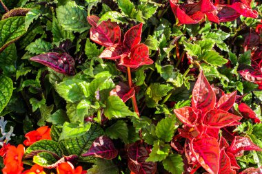 Bitkilerin kırmızı ve yeşil yaprakları