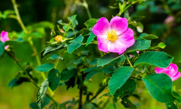 Ανθός Τριαντάφυλλου Rosa Canina — Φωτογραφία Αρχείου