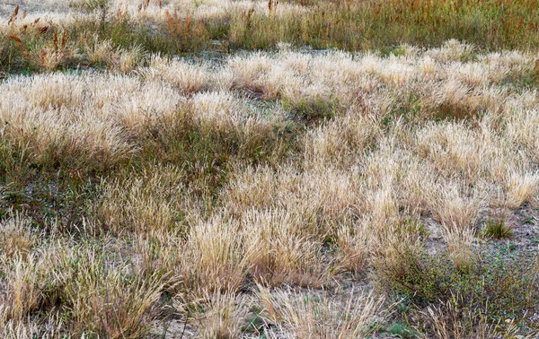 dry lawn with green tufts of grass