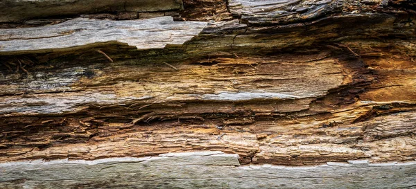 Vieja Madera Agrietada Con Detalles Visibles — Foto de Stock