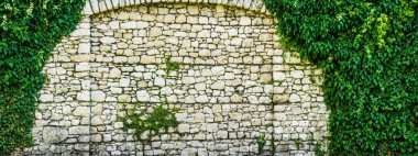 Kireç taşından duvarda yeşil yapraklar