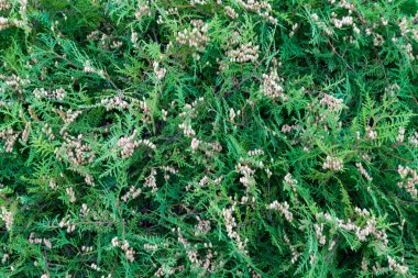 tohumlu yeşil thuja dalları