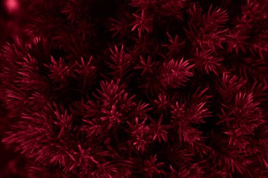 Kırmızı ardıç dalı olan arkaplan