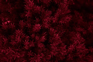 Güneşli bir günde kırmızı ardıç dalları