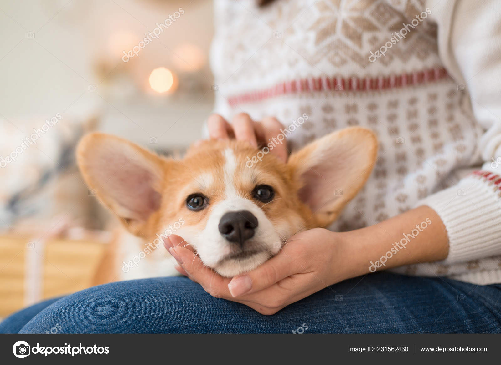 Little Puppy Welsh Corgi Cardigan Lies Couch Lap Girl White