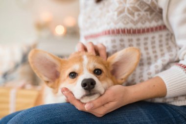 köpek yavrusu Galce Corgi hırka beyaz bir kazak bir kızı kucağına kanepede yatıyor