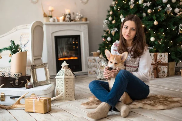 Beaugirl Brincando Com Cachorro Welsh Corgi Cardigan Fundo Árvore Natal — Fotografia de Stock