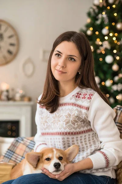 Młoda Dziewczyna Biały Sweter Głaskanie Szczeniak Welsh Corgi Cardigan Wygląda — Zdjęcie stockowe