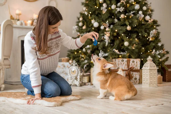 Piccolo cucciolo gallese Corgi Cardigan gioca con il guinzaglio con una ragazza in un maglione bianco — Foto Stock