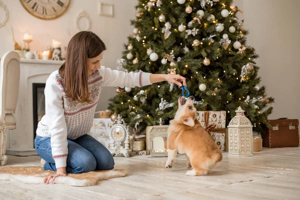 Mały szczeniak Welsh Corgi Cardigan bawi się jego smycz z dziewczyną w biały sweter — Zdjęcie stockowe