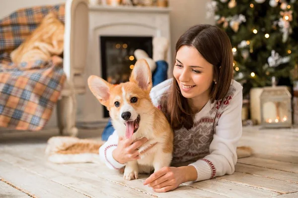 Mały szczeniak Welsh Corgi Cardigan bawi się jego smycz z dziewczyną w biały sweter — Zdjęcie stockowe