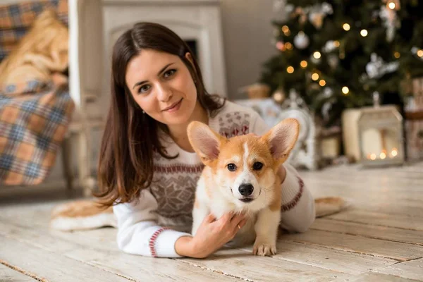 Mały szczeniak Welsh Corgi Cardigan bawi się jego smycz z dziewczyną w biały sweter — Zdjęcie stockowe