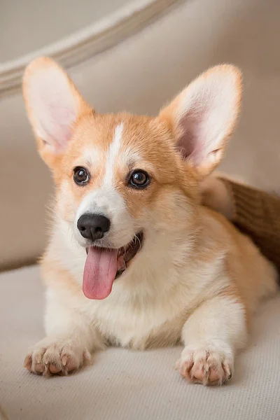 Chiot gallois Corgi Cardigan se trouve sur le canapé avec sa langue sur — Photo