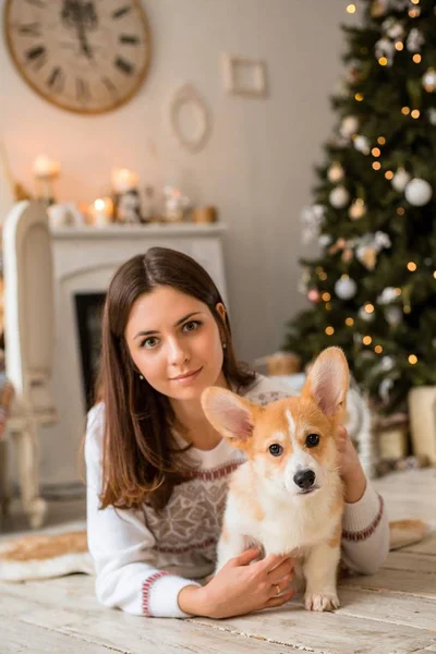 Piccolo cucciolo gallese Corgi Cardigan gioca con il guinzaglio con una ragazza in un maglione bianco Immagine Stock