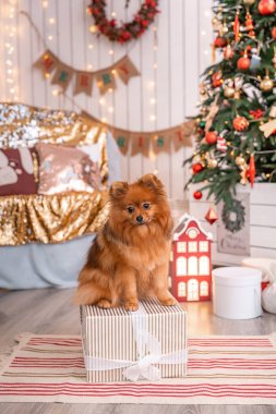 Alman Spitz Klein Noel ağacı arka plan üzerinde bir hediye ile bir kutu üzerinde oturur. Animal Temalar