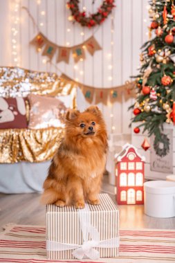 Alman Spitz Klein Noel ağacı arka plan üzerinde bir hediye ile bir kutu üzerinde oturur. Animal Temalar
