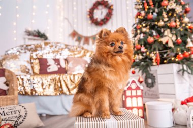 Alman Spitz Klein Noel ağacı arka plan üzerinde bir hediye ile bir kutu üzerinde oturur. Animal Temalar