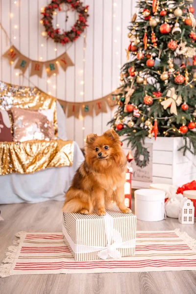 ドイツ語スピッツ クラインは クリスマス ツリーの背景にギフト ボックスに座っています 動物関連 — ストック写真