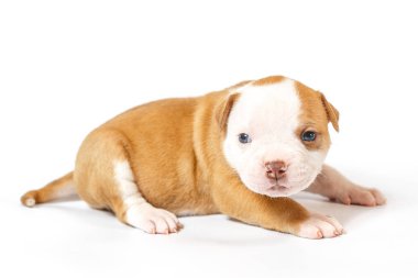 Küçük yavru Amerikan Bulldog beyaz zemin üzerine mavi gözlü benekli