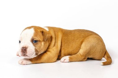 Küçük yavru Amerikan Bulldog beyaz zemin üzerine mavi gözlü benekli