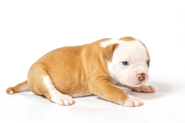 Fläckig Små Valpar Amerikansk Bulldog Vit Bakgrund Blå Ögon — Stockfoto