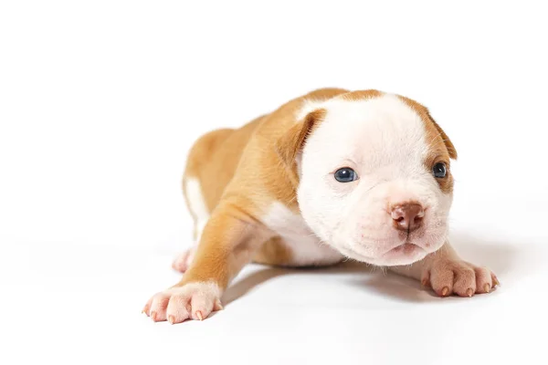 Pequeños Cachorros Manchados American Bulldog Sobre Fondo Blanco Ojos Azules — Foto de Stock