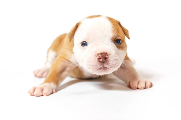 Petits Chiots Tachetés American Bulldog Sur Fond Blanc Yeux Bleus — Photo