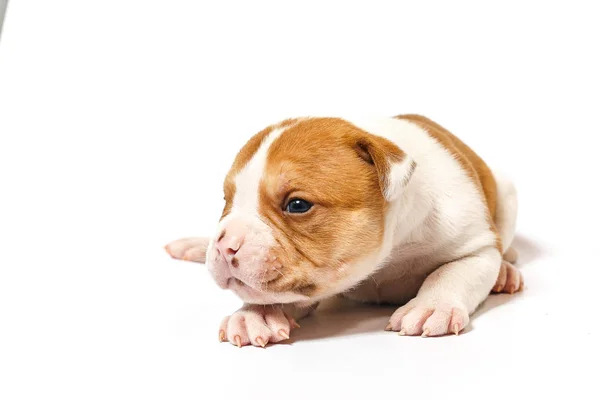 Cuccioli Maculati Bulldog Americano Uno Sfondo Bianco Occhi Blu — Foto Stock