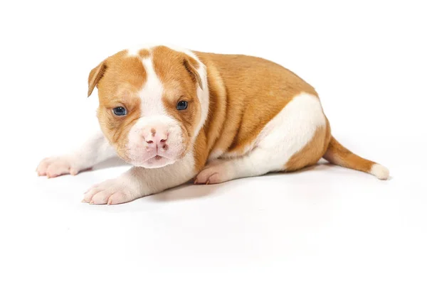 Fläckig Små Valpar Amerikansk Bulldog Vit Bakgrund Blå Ögon — Stockfoto