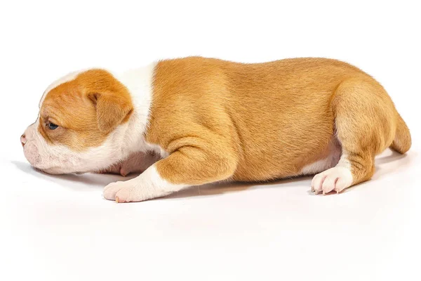 Spotted Little Puppies American Bulldog White Background Blue Eyes — Stock Photo, Image