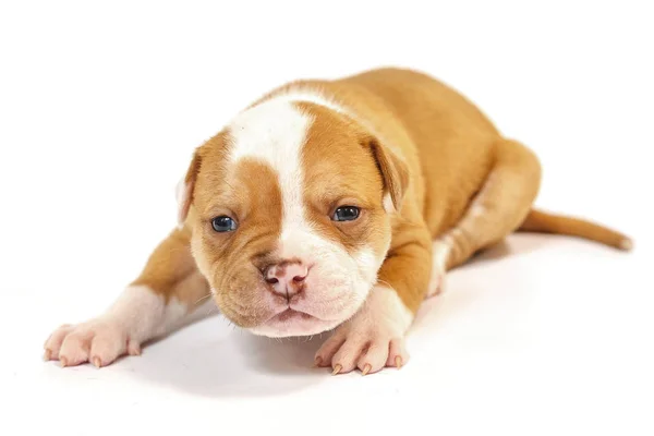 Fläckig Små Valpar Amerikansk Bulldog Vit Bakgrund Blå Ögon — Stockfoto