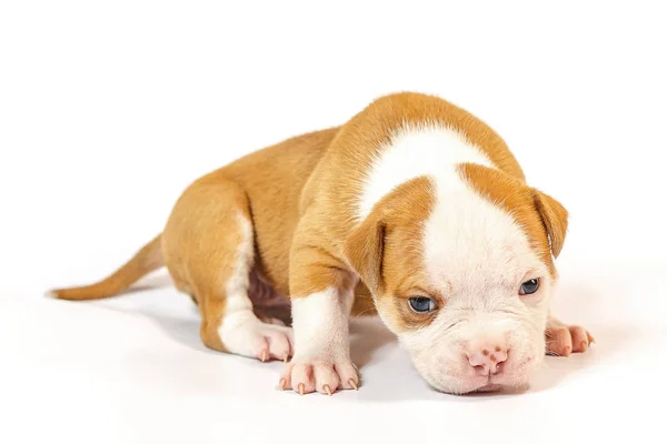 Fläckig Små Valpar Amerikansk Bulldog Vit Bakgrund Blå Ögon — Stockfoto